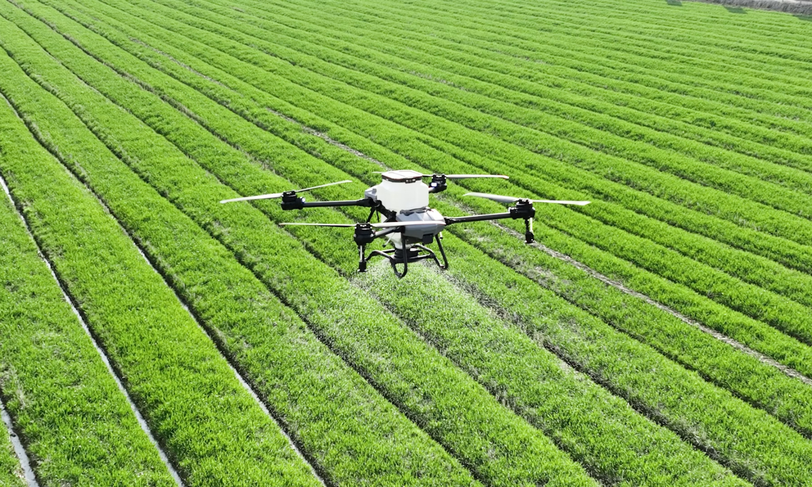 Drone spraying crops in agricultural field