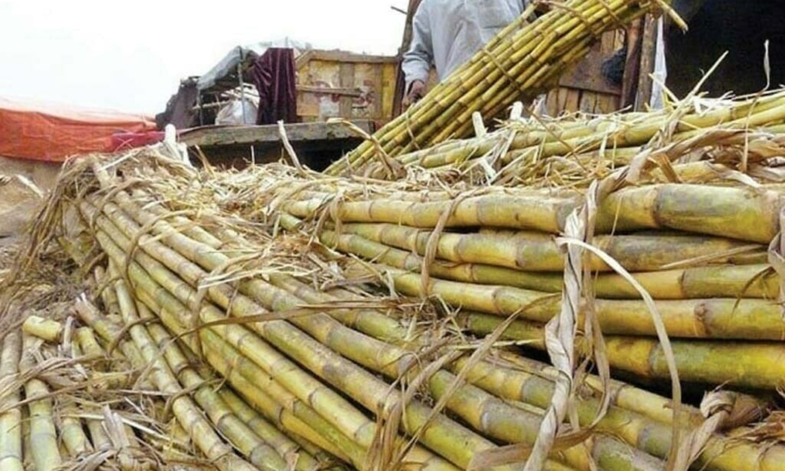 Sugarcane crop field